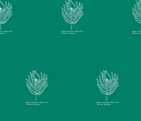 Abies concolor (western white fir) on blue-green fabric by georgeandgracie on Spoonflower - custom fabric