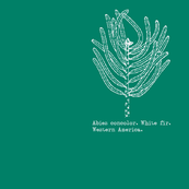 Abies concolor (western white fir) on blue-green