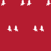 albino crows on red
