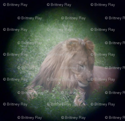 Spotting a Lion