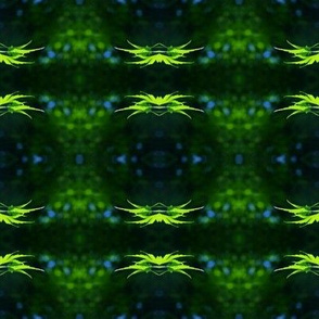 Lime_leaves_Blue_dots