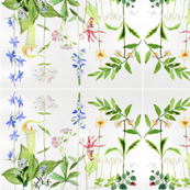 Woodland Flowers