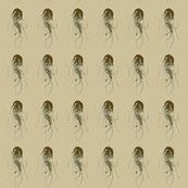 Jellyfish