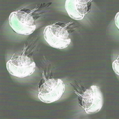 Rjellyfish_shop_thumb