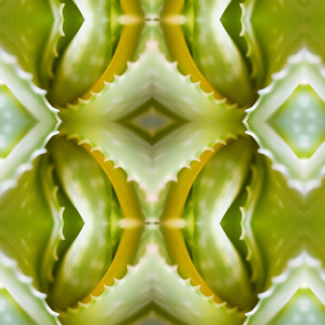 aloe