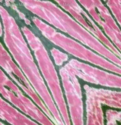 caladiums