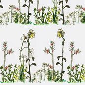 Meadow
