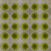 Green Flower in Crystal Salt