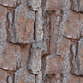Tree Bark