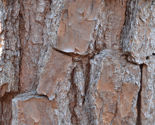 Tree Bark
