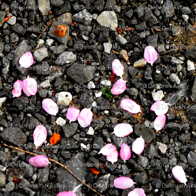 petal drop