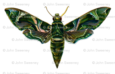 Moth Deilephila Nerii