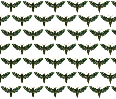 Rdeilephila_nerii_shop_preview