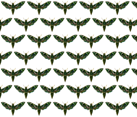 Moth Deilephila Nerii fabric by zephyrus_books on Spoonflower - custom fabric