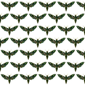 Moth Deilephila Nerii
