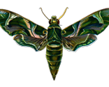 Moth Deilephila Nerii