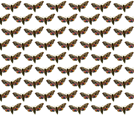 Moth Smerinthus ocellata - Butterfly 