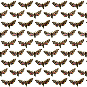 Moth Smerinthus ocellata - Butterfly 