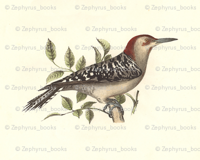 The Red-bellied Woodpecker - Vintage Bird / Birds Print