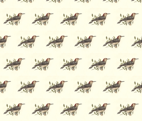 The Red-bellied Woodpecker - Vintage Bird / Birds Print fabric by zephyrus_books on Spoonflower - custom fabric