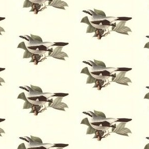 The Northern Butcher-Bird / Birds