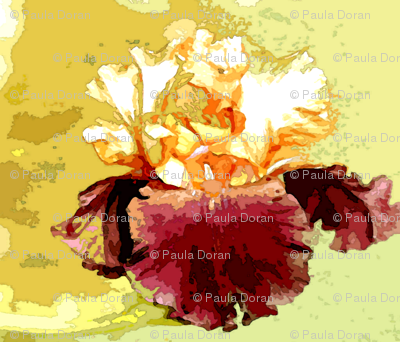 bearded iris watercolor