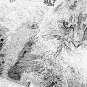 cat sketch
