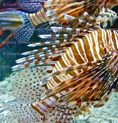 Lionfish Rounds