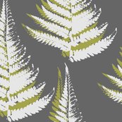 Rrferns_shop_thumb