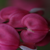 bleeding hearts