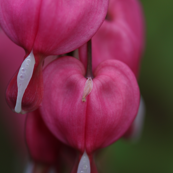 Bleeding Hearts Two