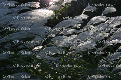 grass