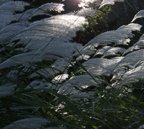 grass fabric by feebeedee on Spoonflower - custom fabric