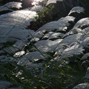Rgrass_shop_thumb