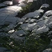 grass