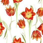trad_tulips