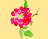 Rrrrrrrimg005hot_pink_rose_thumb