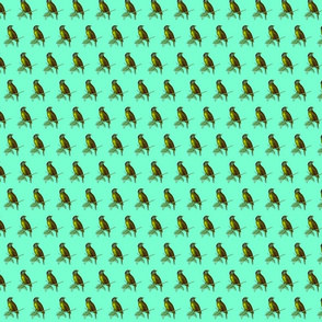 bird-green-ed