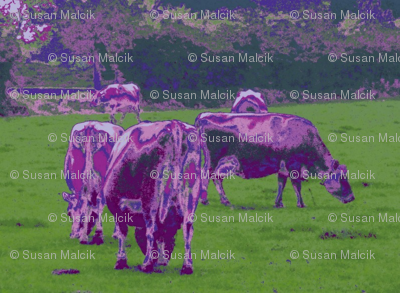 Purple Cows