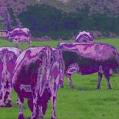 Rbig_purple_cowsa_shop_thumb