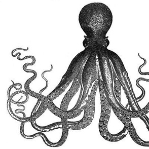 octopus