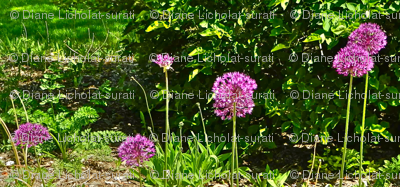 Bee Balm Reflections