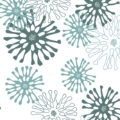 cape daisy