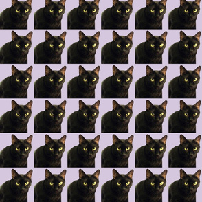 Velvet the Cat 7 Lavendar/Purple