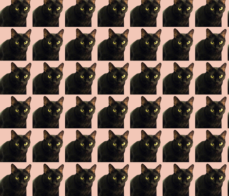 Velvet the Cat 11 Salmon