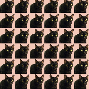 Velvet the Cat 11 Salmon