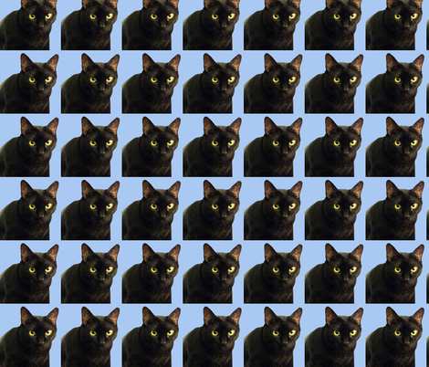 Velvet the Cat 14 Blue