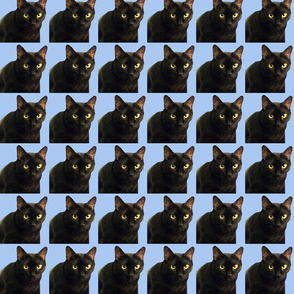 Velvet the Cat 14 Blue