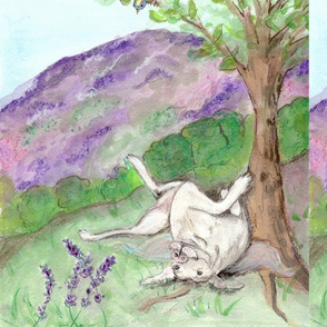 lavender fields