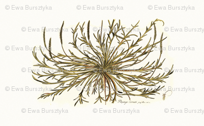 botanical pillow panel 1